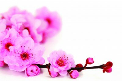 shutterstock_25097482