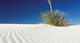 wisdom fasting